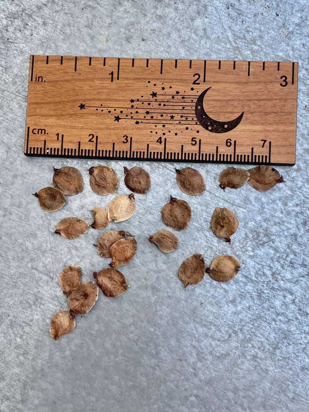 These seeds just blew in during a windstorm