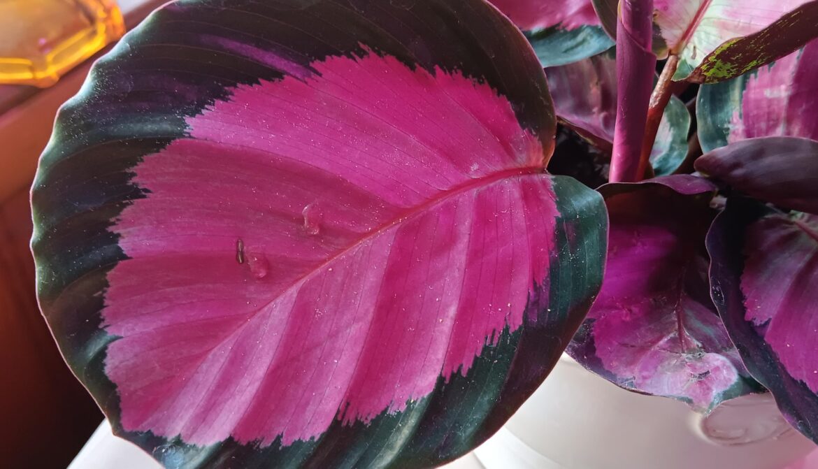 Sticky blobs on my Calathea