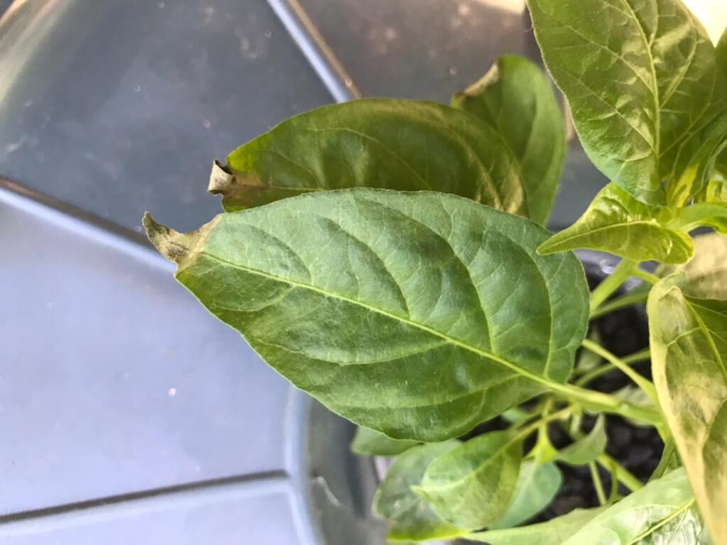 Help with Kratky Setup