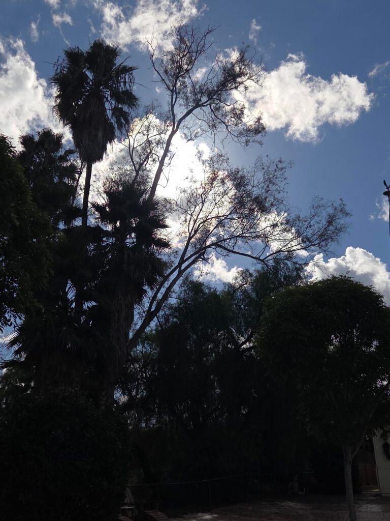 Is this Eucalyptus a risk? Is this Eucalyptus a risk?