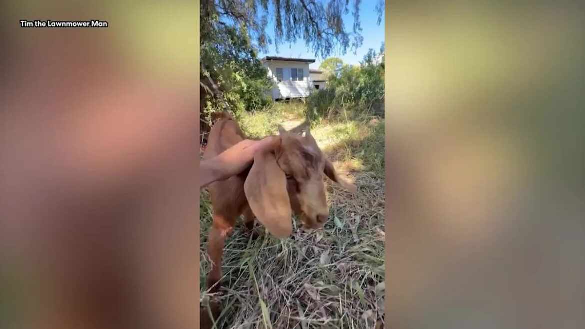 Aussie gardener's unusual hack to clear weeds from overgrown backyard