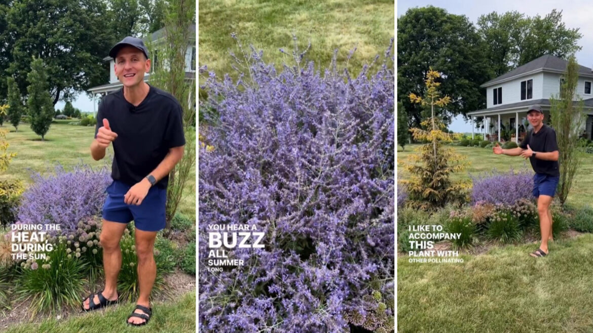 Homeowner shares ‘low-maintenance’ purchase that will drastically level up backyard: ‘It really pops’ One gardener spoke to the benefits of Russian sage, a perennial known for its spire-like, blue-violet blooms.