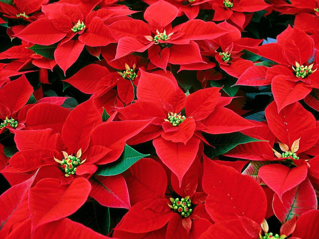 Make Your Garden Merrier This Christmas (Part 1) Make Your Garden Merrier This Christmas (Part 1)