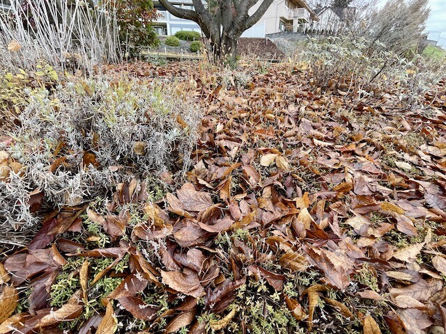 Leaving the leaves to protect perennials through winter is a very ecologically-sensible way to go, but care must be taken to make sure they are all healthy leaves.