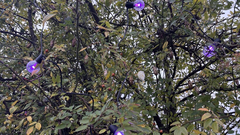 Philips Hue Festavia Globe Outdoor String Lights Review in a tree