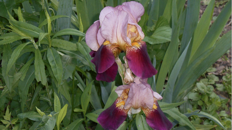 'Indian Chief' iris in bloom.