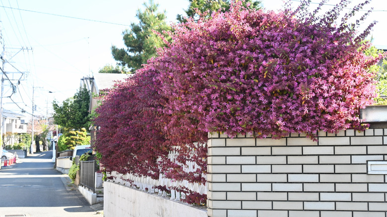 a vibrant hedge with purple leaves and pink frilly flowers