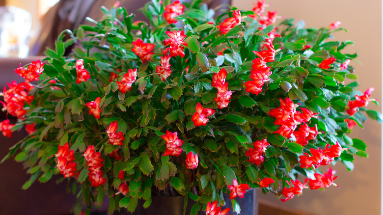 A large Christmas cactus with many red blooms.