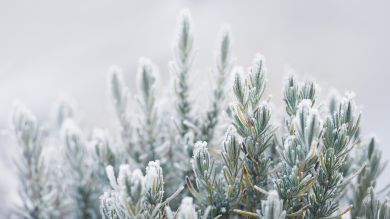 A rosemary bush on a frosty snowy day in winter