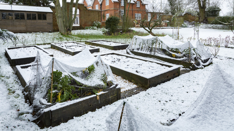 Winter vegetable garden covered in snow