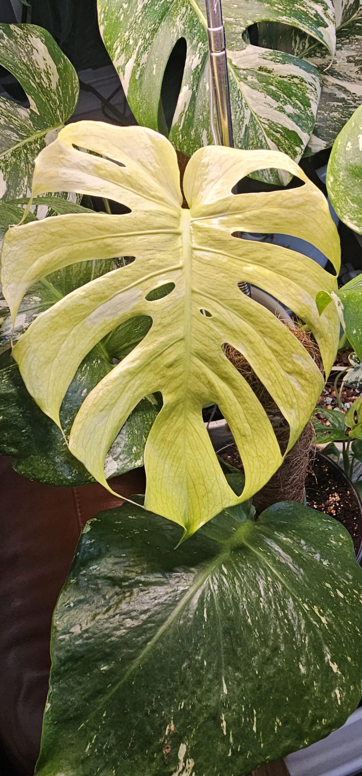 New leaf on my Monstera Mint - will it harden green or minty??