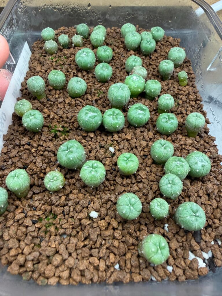 Seedling Repotting Time