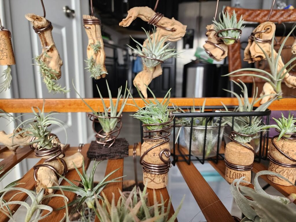 My entire collection of 100+ plants died. My entire collection of 100+ plants died.