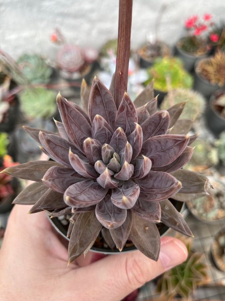 Echeveria craigiana.