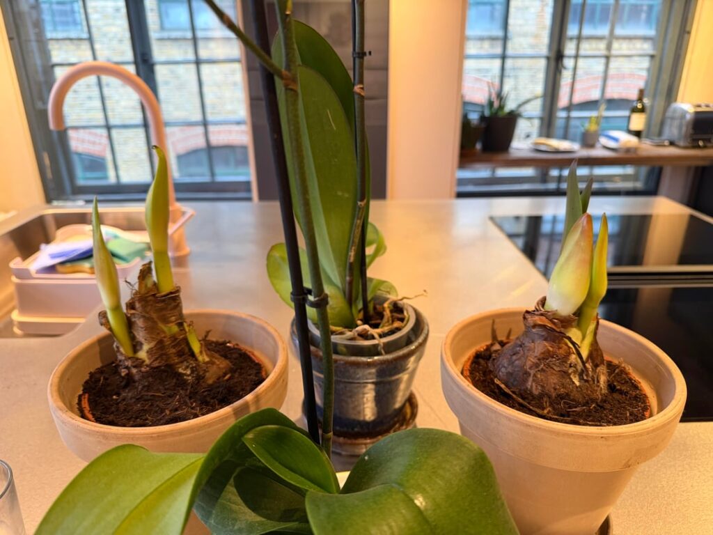 2 Amaryllis I bought 5 days ago, growing fast!