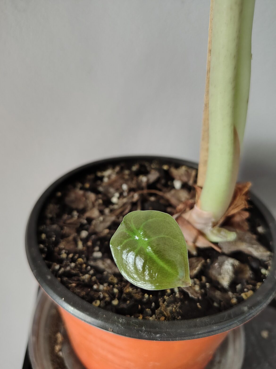 My little baby leaf 🤩