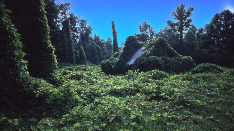 An old house covered by kudzu.