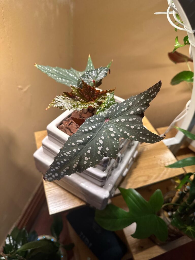 Look at this beautiful girl