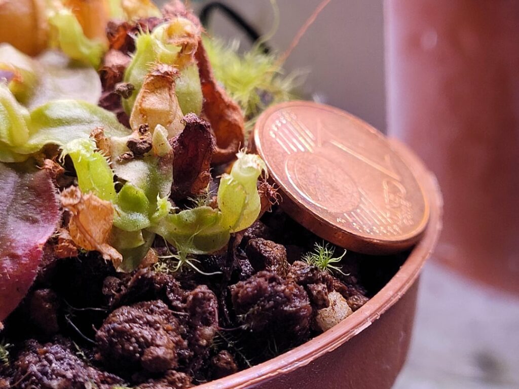 What's that, a pitcher for ants?