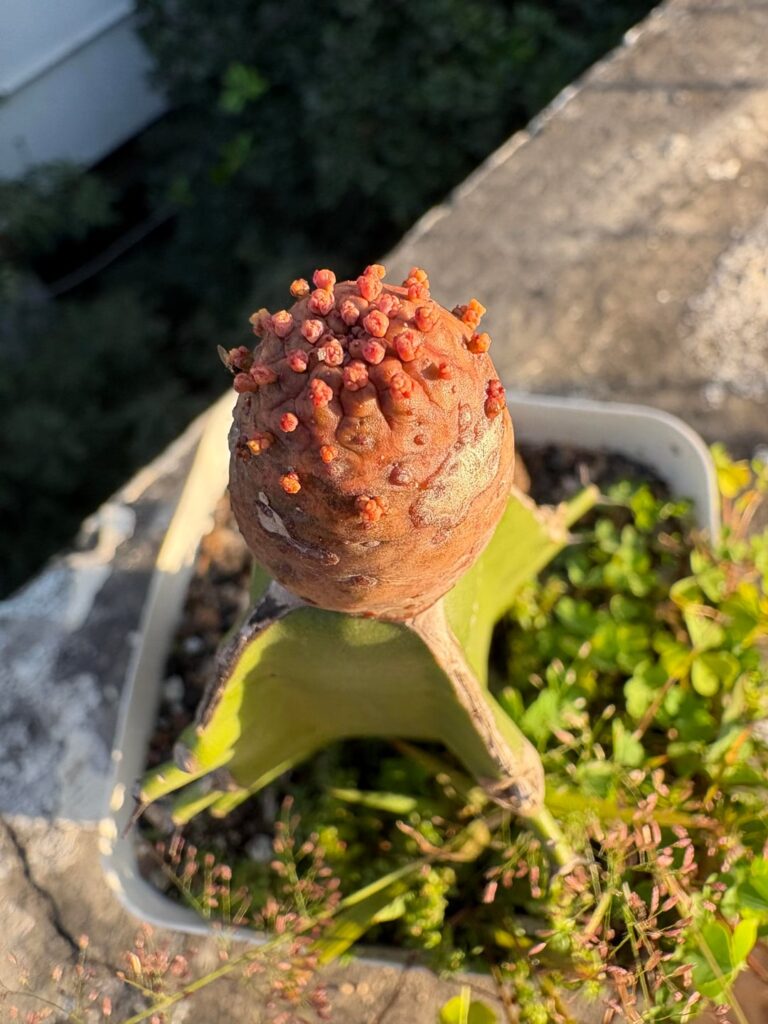 Mini grafted euphorbia turbiniformis in bloom!!!