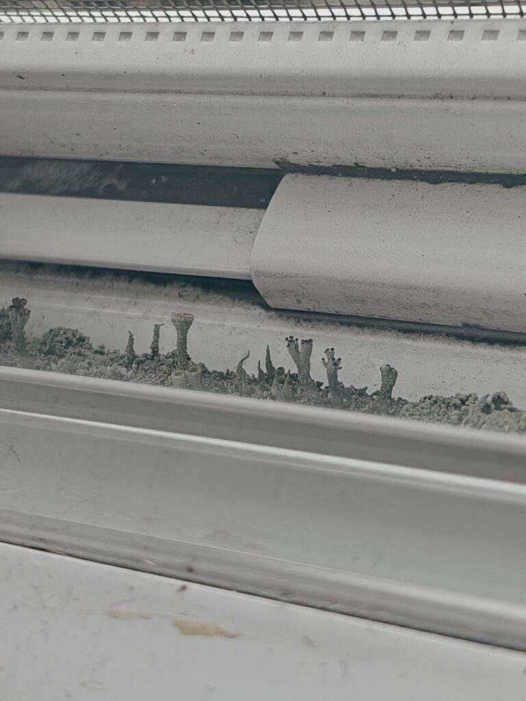 What are these in my windowsill??? Is it dangerous?