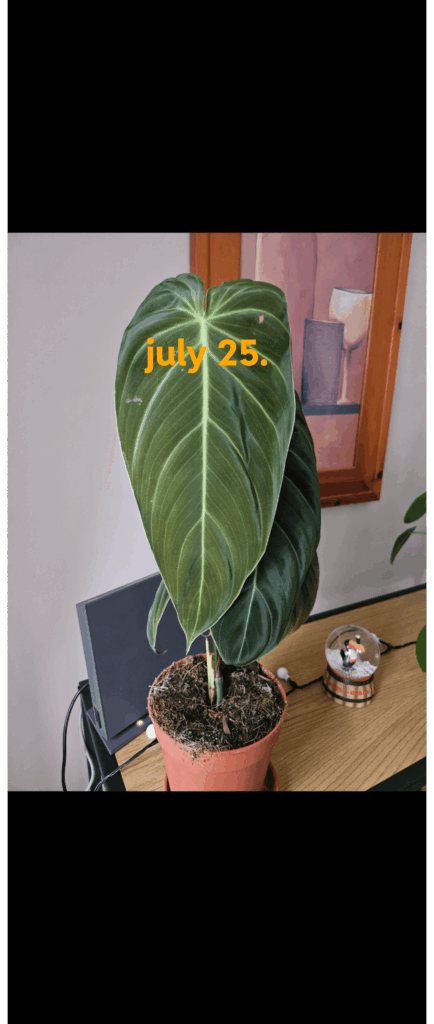 Philodendron melanochrysum yellowing leaves Philodendron melanochrysum yellowing leaves