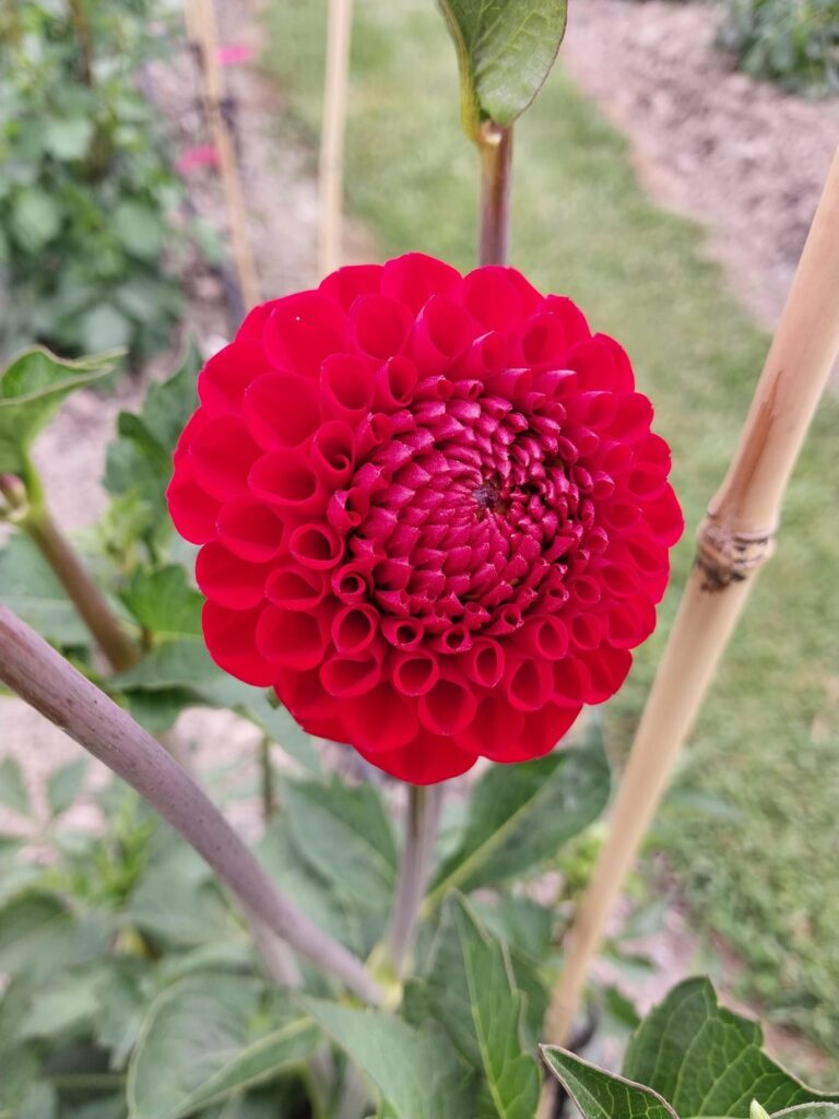 Bold Red ❤️ Bold Red ❤️