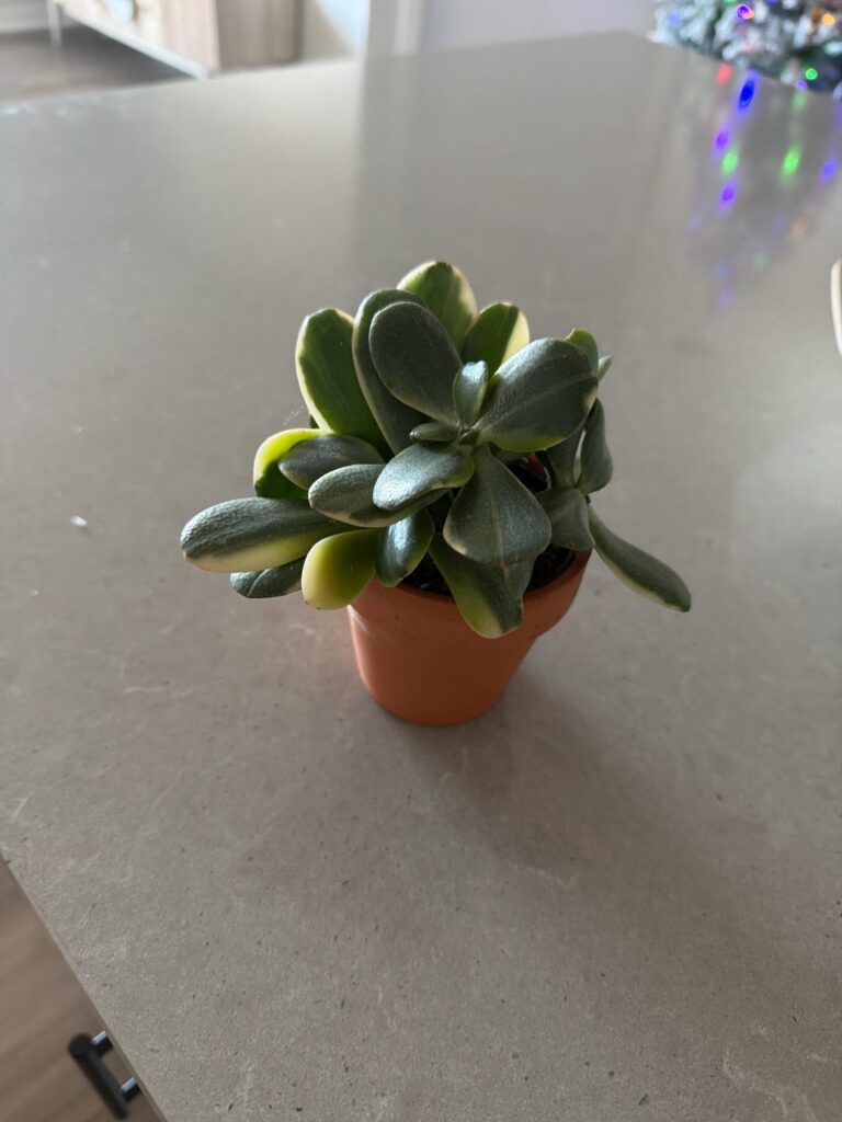 Help, she’s not dying but she doesn’t look too hot