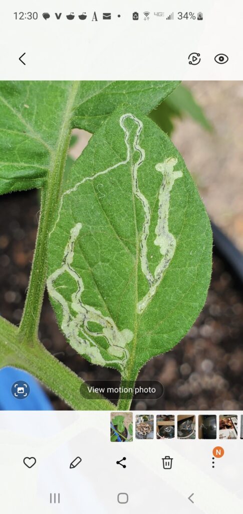 Any idea with this is? Any idea with this is?