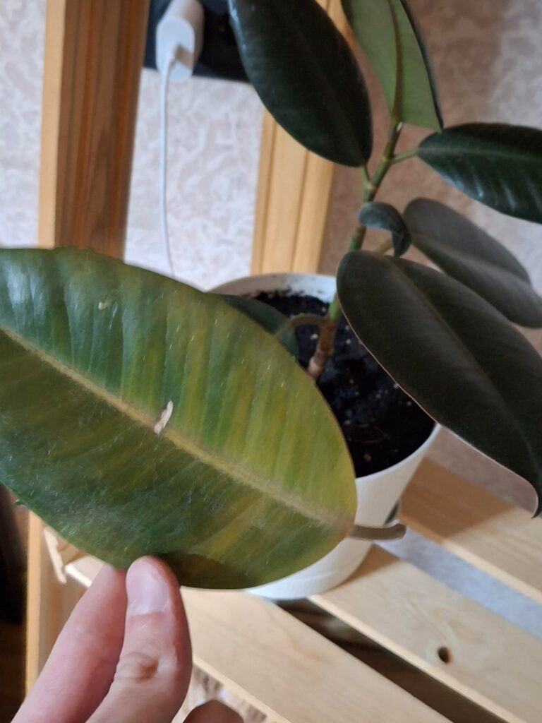 The ficus tree is losing leaves. The ficus tree is losing leaves.