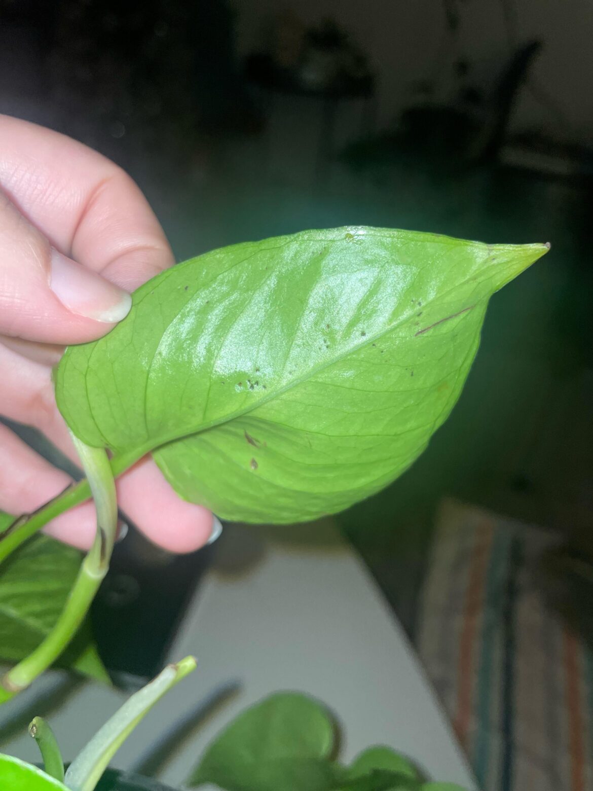 Dots and browning on plant? Dots and browning on plant?