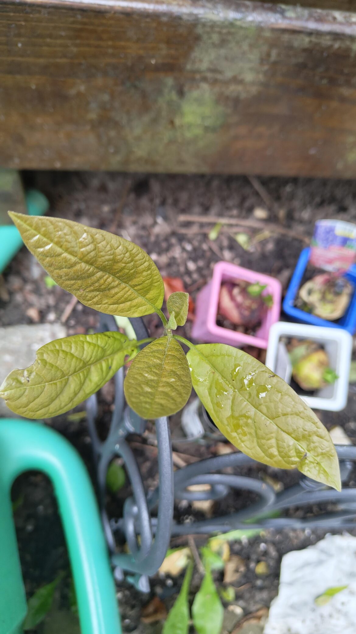 What is growing in the garden?