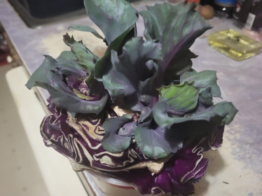 Should/how to split cabbage Should/how to split cabbage