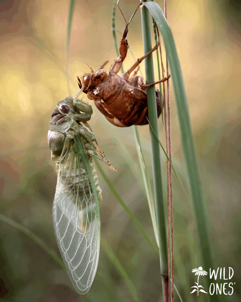 🌿 Presenting the 2025 Wild Ones Photo Contest Spring Ephemerals Category Winner! 🌿 Presenting the 2025 Wild Ones Photo Contest Spring Ephemerals Category Winner!