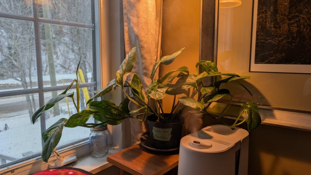 Happy Monstera Lechleriana