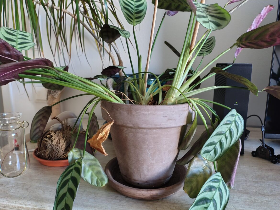 Update/Addition to yesterday's post about my very sad Calathea