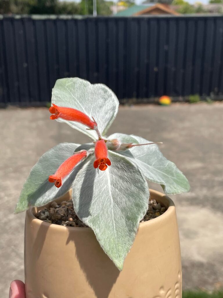 Sinningia leucotricha