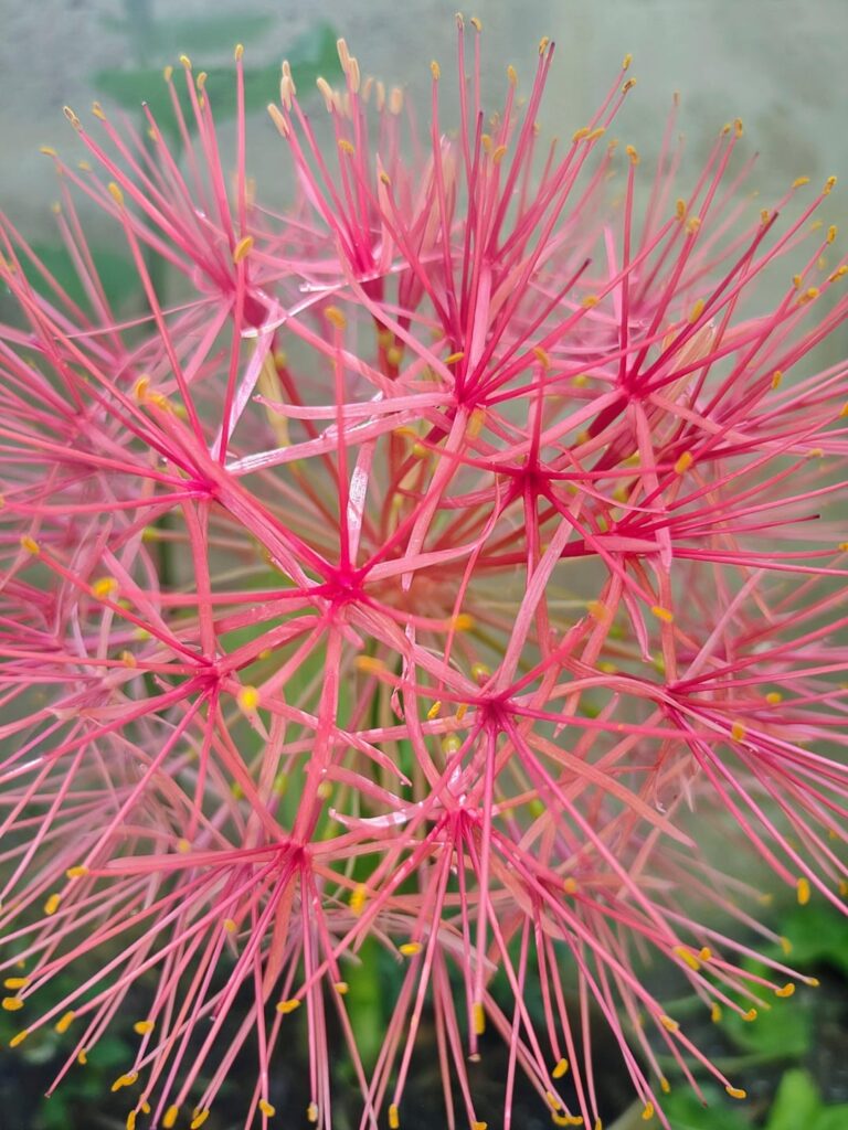 What name do you know this beautiful flower by? I know it as the December flower or fireball, but it has many names.