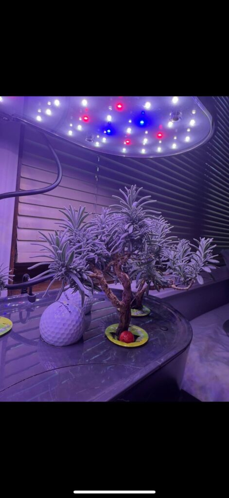 Hydroponic Lavender Experiment (Bonsai-Adjacent?) - Day 194