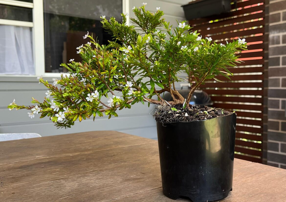 Attempting a slanting bonsai with Cuphea nursery stock