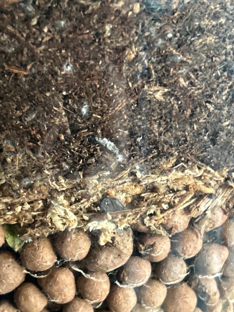 HELP! Is this a mold or fungus of some sort and is it harmful?