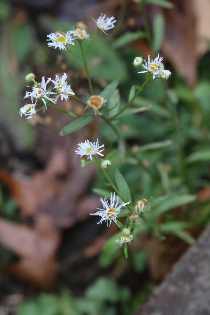 Fleabane at my house just living in denial that it's December.