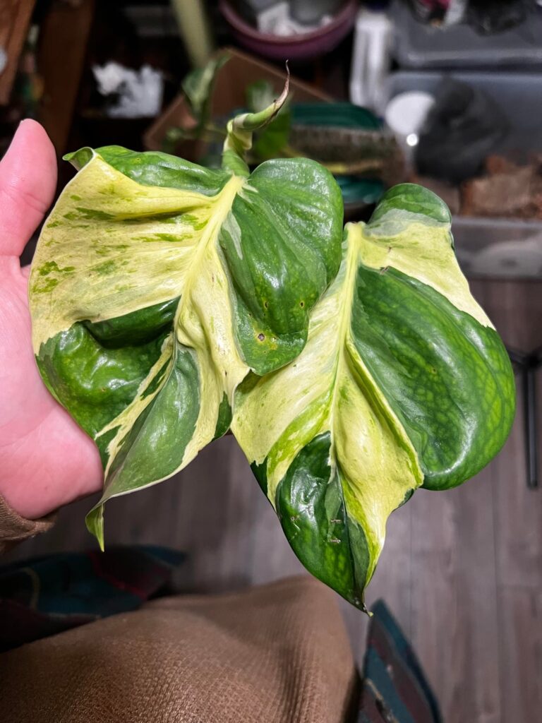 What is my Manjula doing? Mutation? What is my Manjula doing? Mutation?