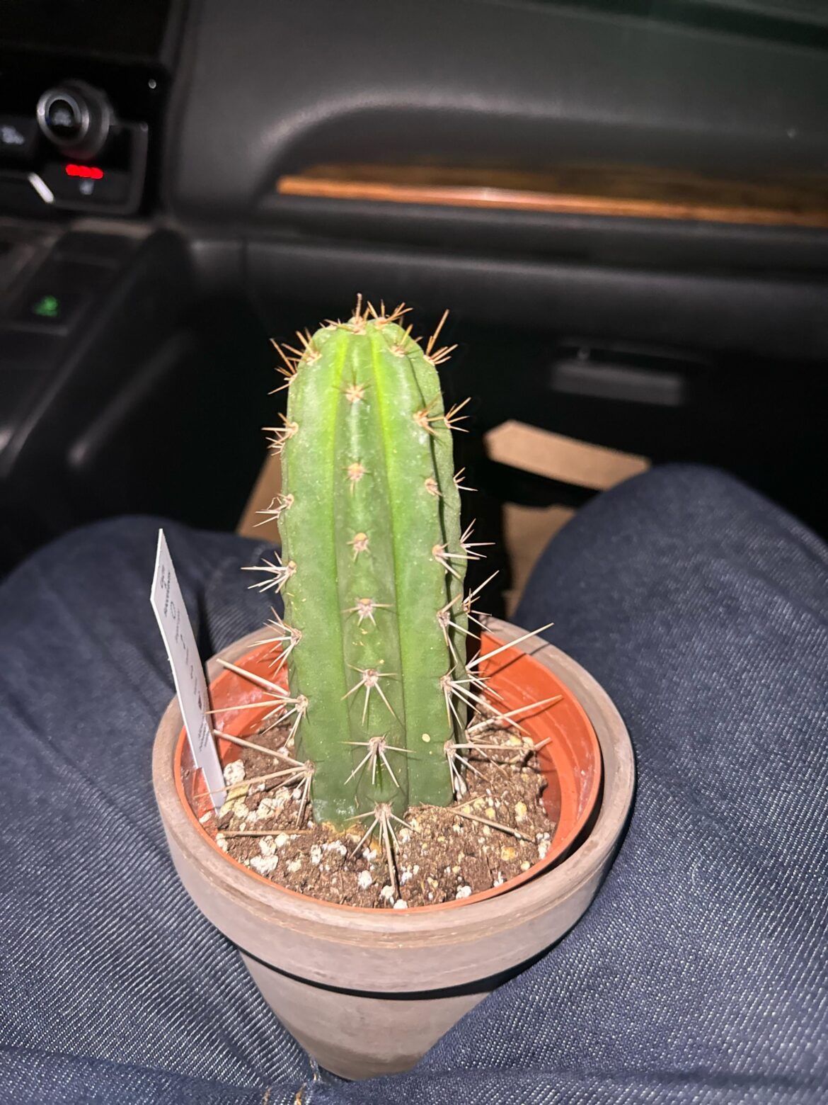 This is a trichocereus right? Found at Harris teeter