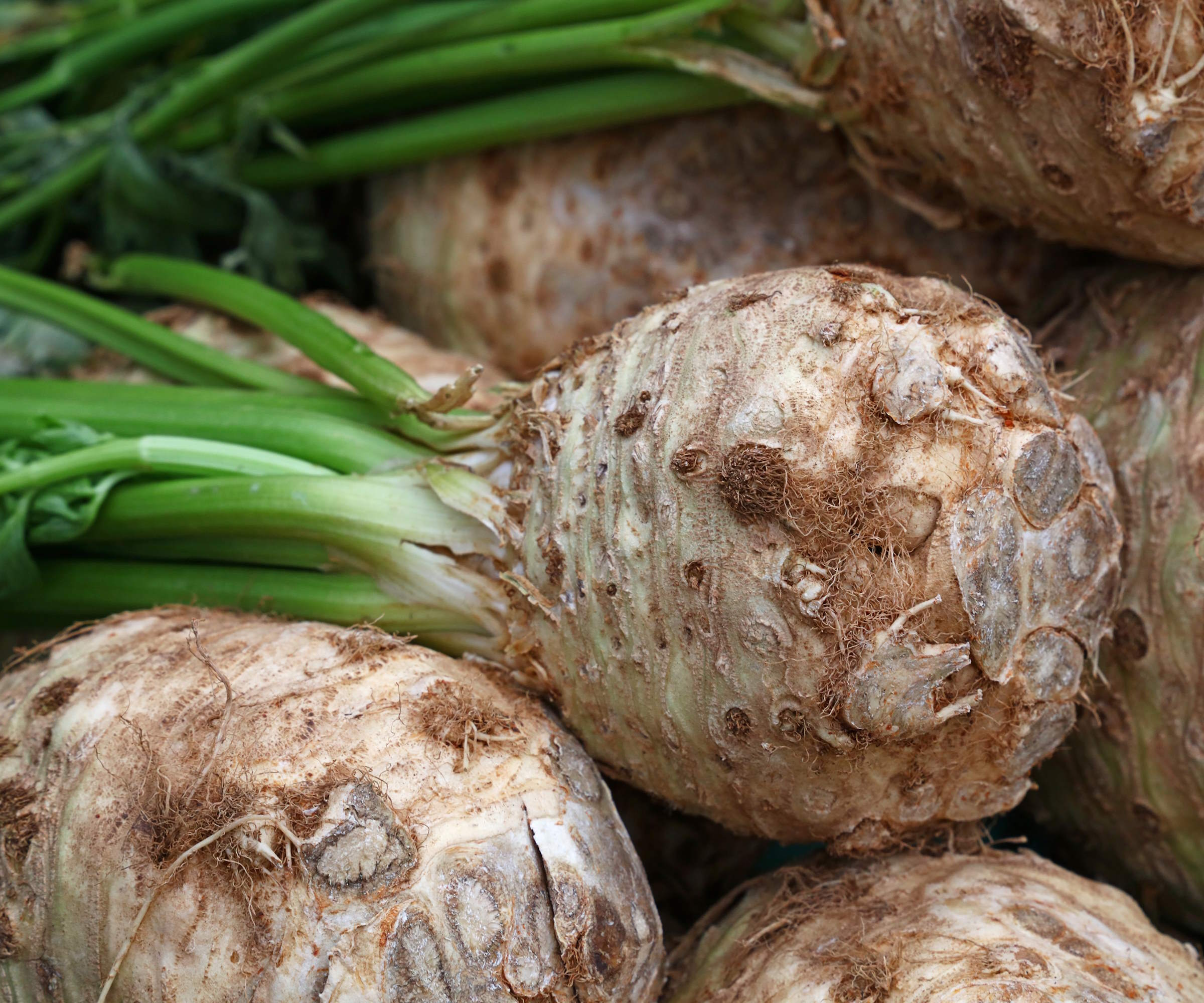 Celeriac harvested from the vegetable garden