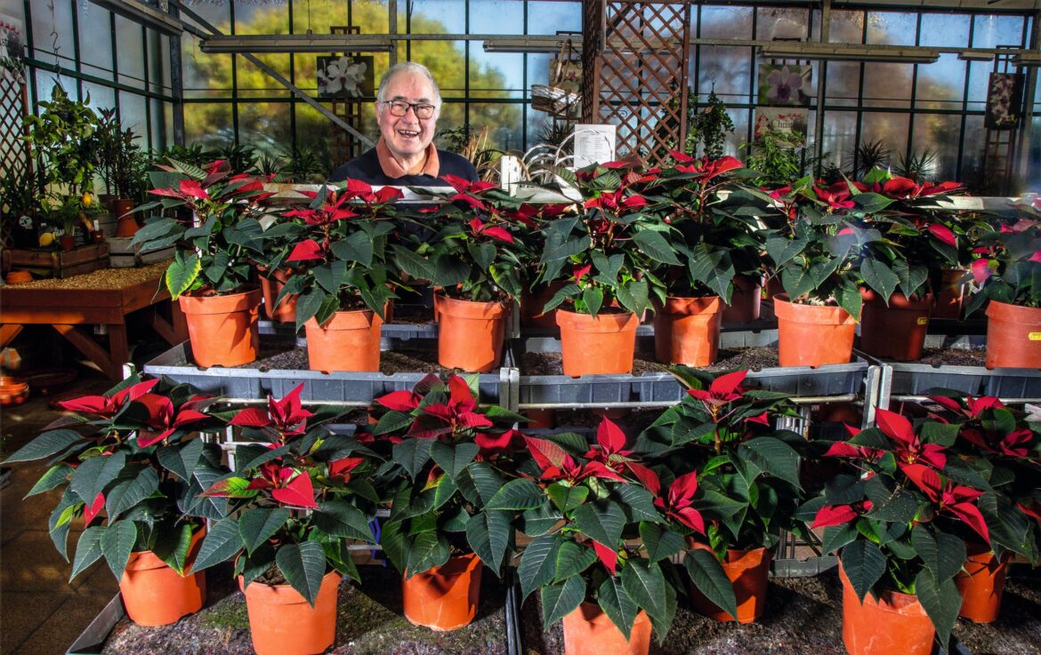 The plants to give for Christmas which will keep flowering for years