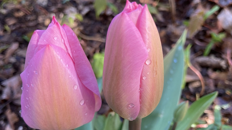 Pink 'Janis Joplin' tulips after a rain shower