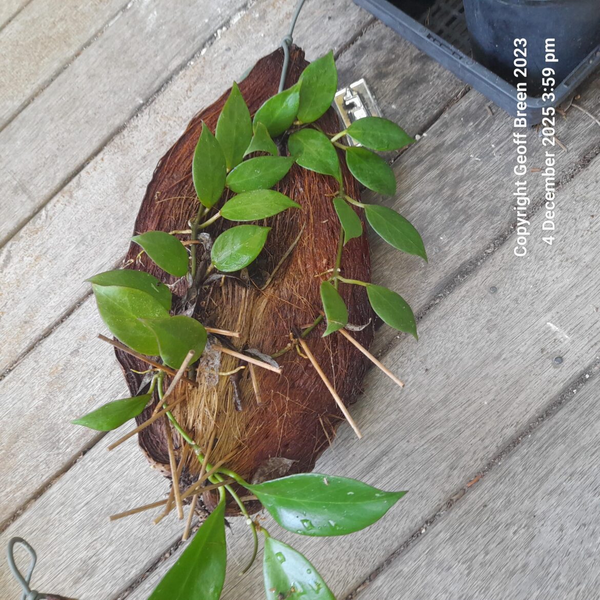 Hoya on coconut husk.