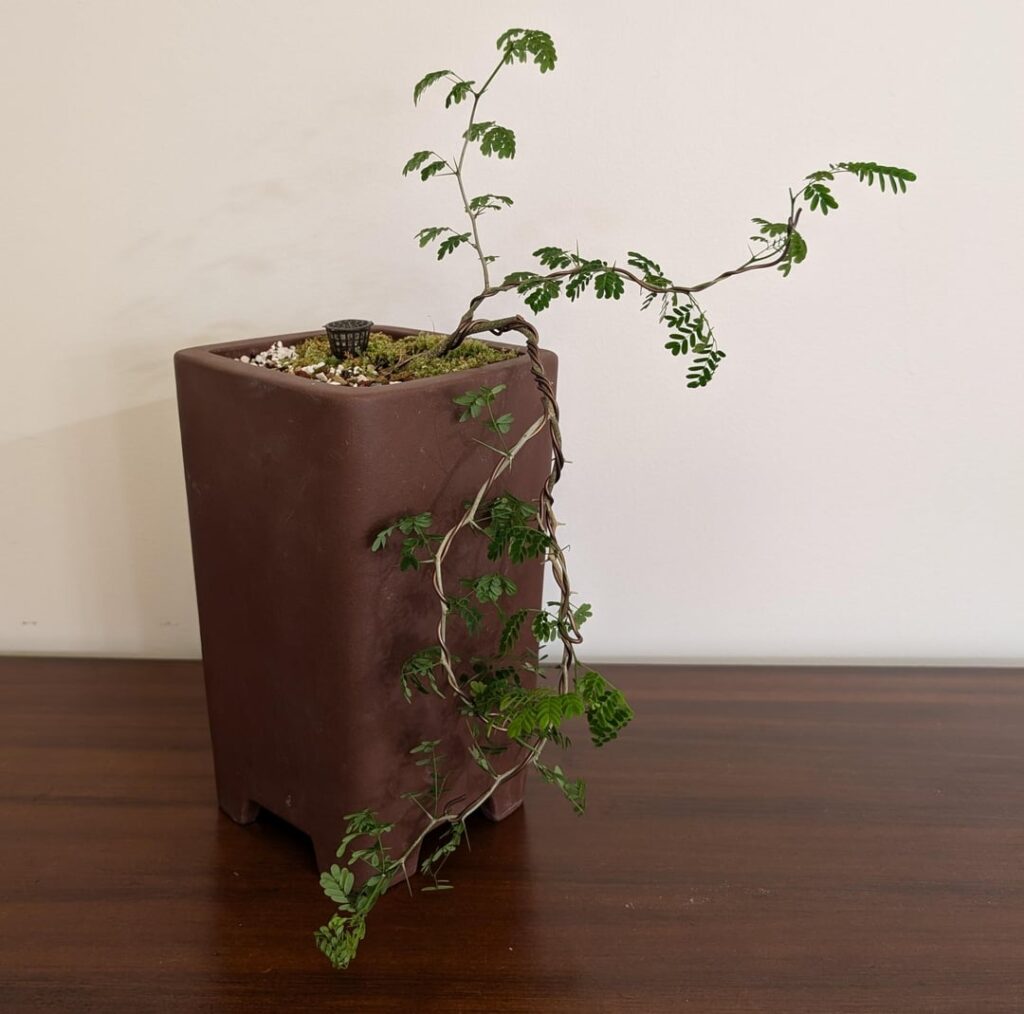 One of my two new BRTs!