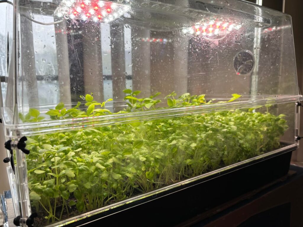 Week 3 of growing basil in the AC infinity dome (getting crowded)